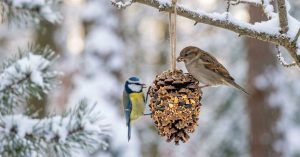 Les oiseaux vont vous dire merci ! ce DIY à faire en 10 secondes va leur être d'un précieux secours cet hiver